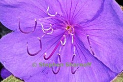 tibouchina urvileana thumbnail graphic